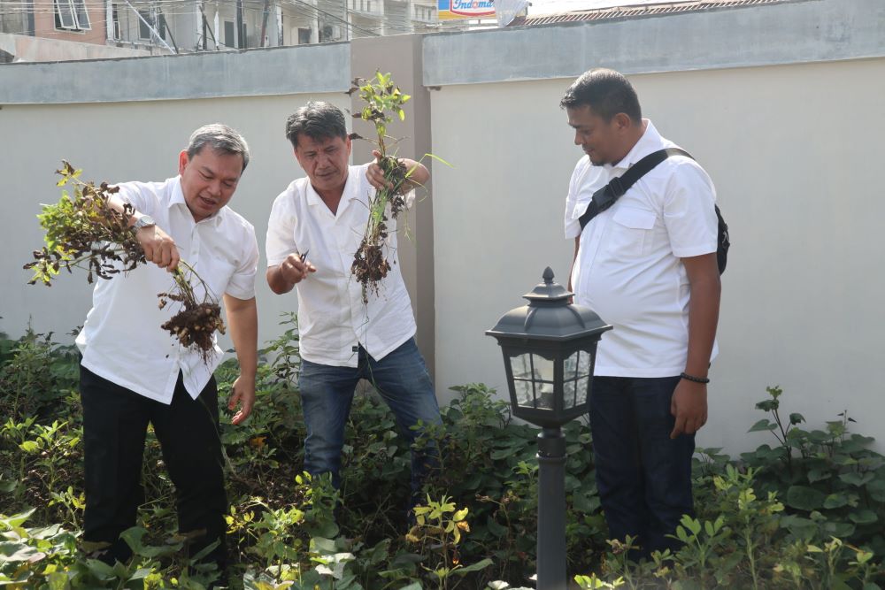 Kabalai memanen kacang tanah di Taman BWS Sumatera I